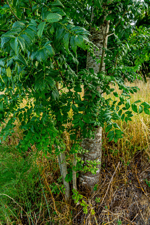 Image: _JA 40804 Esche mit Nachwuchs.jpg